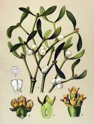 Tableau botanique, plante vénéneuse (toxique) : gui feuillu (Viscum album)