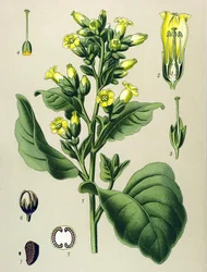 Planche botanique, plante vénéneuse : tabac Mapacho blanc (Nicotiana rustica) (Nicotiana tabacum)