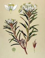 Tableau botanique, plante vénéneuse (toxique) : ledon des marais (Ledum palustre)