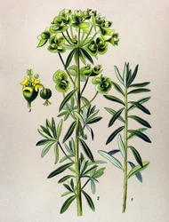 Planche botanique, plante vénéneuse (toxique) : euphorbe ronde ou euphorbe péplus (Euphorbia peplus)