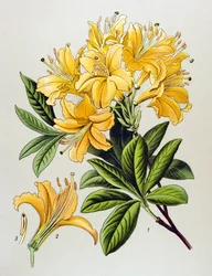 Planche botanique, plante vénéneuse : azalée jaune (Rhododendron luteum)