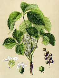 Planche botanique, plante vénéneuse : sumac grimpant (Rhus toxicodendron)