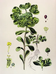 Planche botanique, plante vénéneuse (toxique) : euphorbe réveil-matin ou petite lumière (Euphorbia helioscopia)