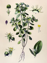 Planche botanique, plante vénéneuse : euphorbe ésule ou euphorbe acre