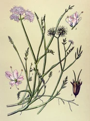 Planche botanique, plante vénéneuse (toxique) : oenanthe fistuleuse (Oenanthe fistulosa)