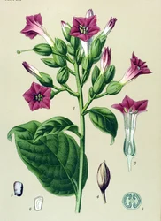 Planche botanique, plante vénéneuse : tabac ornemental (Nicotiana tabacum)