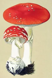 Planche botanique avec champignon toxique : amanite tue-mouches (Amanita muscaria)