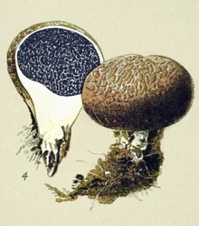 Planche botanique avec champignon toxique (vénéneux) : scléroderme vulgaire (Scleroderma vulgare)