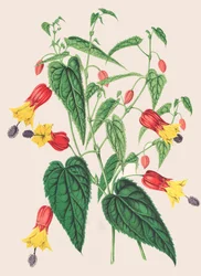 Illustration botanique/Abutilon megapotamicum/Abutilon