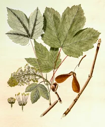 Illustration botanique/Acer pseudoplatanus/Érable sycomore