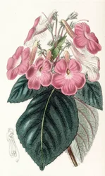 Illustration botanique / Achimenes grandiflora / Achimène à grandes fleurs