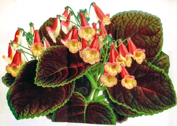 Illustration botanique / Achimenes naegelioides / Achimène