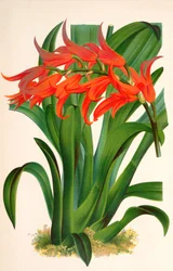 Illustration botanique / Ada aurantiaca