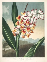 Illustration botanique/Alpinia zerumbet, ou fleur de mon âme, larmes de la vierge, gingembre coquillage ou encore fleur du paradis