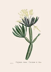 Illustration botanique/Redoubt/Senecio kleinia/Seneçon