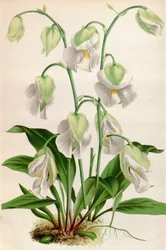 Illustration botanique/Utricularia alpina/Utriculaire alpine