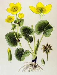 Planche botanique, plante vénéneuse : Populage des marais (Caltha palustris)