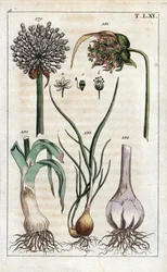 Botanique : poireau, ail, échalote - Poireau, Allium pollum 179, fleur d