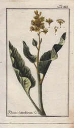 Feuilles de rhubarbe (Rheum rhabarbarum)