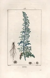 Botris (Chenopodium botrys) - Gravure par Lambert fils, d