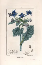 Bourrache officinale - Gravure par Lambert fils, d