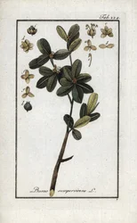 Buis ou buis toujours vert (Buxus sempervirens). Lithographie de « Afbeelding der Artseny-Gewassen » par Johannes Zorn (1739-1799), Pays-Bas