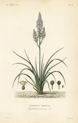 Asphodèle rameuse, Asphodelus ramosus
