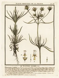 Plantain ramifié, Plantago indica