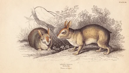 Lapin brésilien