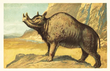 Brontops robustus ou Megacerops robustus. 1908