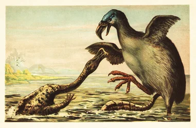 Brontornis combattant un Hadrosaurus. 1908