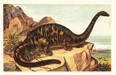 Brontosaurus excelsus, espèce éteinte de quadrupède gigantesque