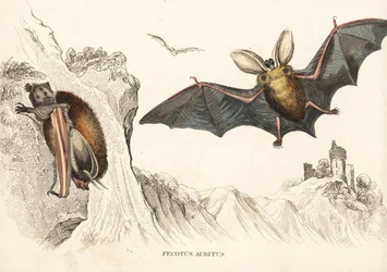 Grand murin ou murin à longues oreilles. Gravure sur acier coloriée à la main de la Galerie d