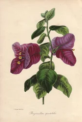 Bougainvillier spectabilis. Lithographie coloriée à la main dessinée par Samuel Holden pour Sir Joseph Paxton dans "Magazine of Botany," Londres, W.S. Orr