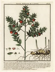 Fragon petit-houx
