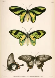 Papillons, Indonésie