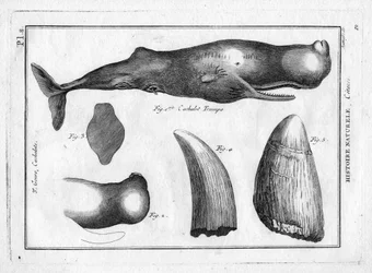 Cachalot trumpo dans « Peinture Encyclopédique et Méthodique des trois Règnes de la Nature » par Pierre Joseph Bonnaterre (1762-1804). Paris 1784.