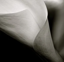 Callalily, 2015 (photo n/b)