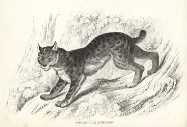 Lynx du Canada, Lynx canadensis (Felis canadensis). Lithographie en couleur de la Galerie d