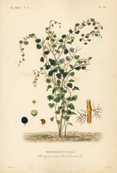 Liane de lune canadienne, Menispermum canadense