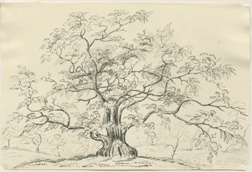 Cannock Chase : dessin à la plume et au crayon, nd [?XIXe siècle]