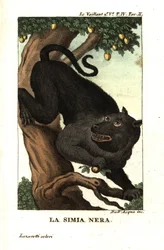 Babouin du Cap ou babouin chacma, Papio ursinus. De François Le Vaillant