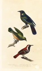 Étourneau du Cap, bokmakierie et fourmilier à dos ferrugineux