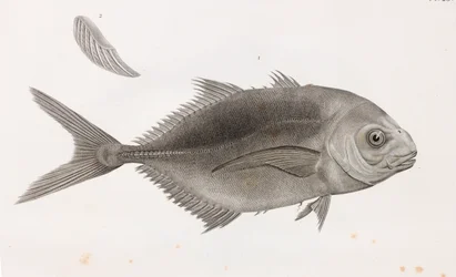Caranx Sauteur (gros plan)