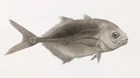 Caranx Sauteur (gros plan)