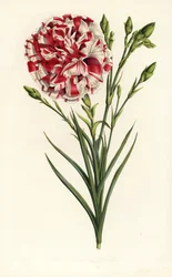 Œillet hybride, Louis Napoléon, Dianthus caryophyllus. Lithographie en couleur de Louis van Houtte et Charles Lemaire, Flore des Serres et des Jardins de l