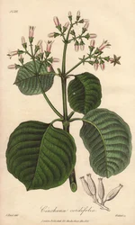 Écorce de Cartagena, Cinchona cordifolia
