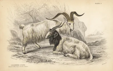Chèvre cachemire, Capra hircus lanigera. Musée Royal de l