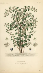 Salsepareille, Smilax glauca, gravure sur acier colorée à la main par Debray d