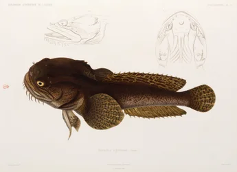 Poisson-chat, Algérie